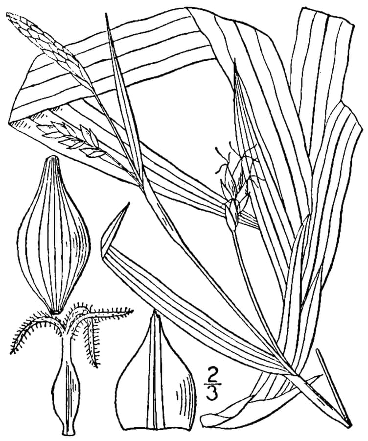 Carex careyana woodland sedge