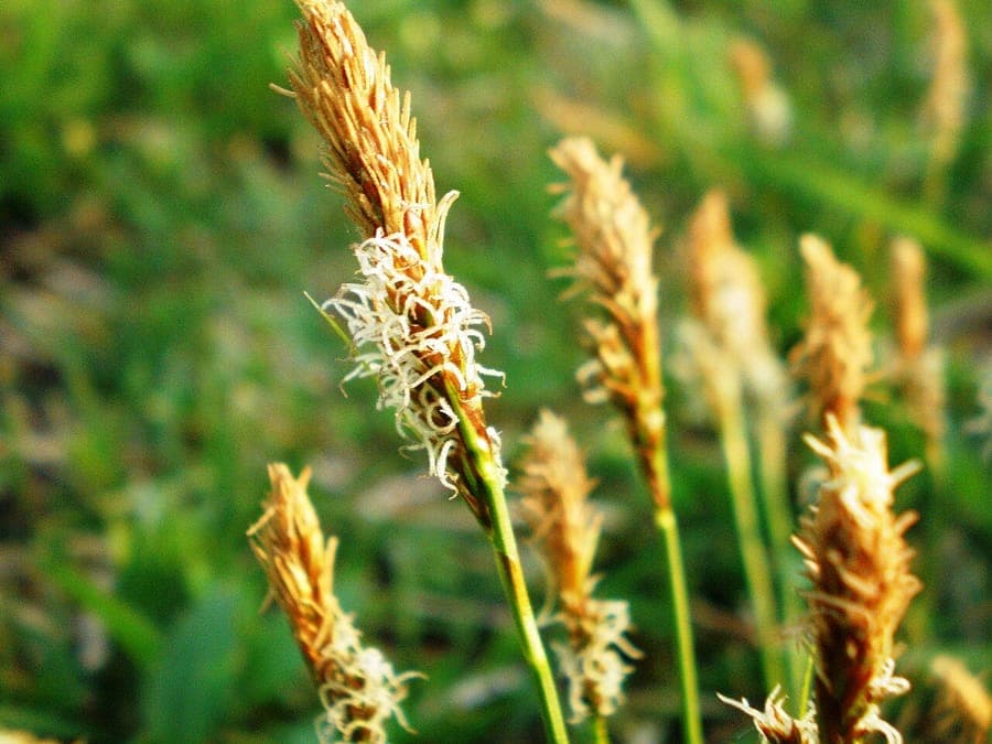 Spring sedge in full growth during early spring under dappled shade