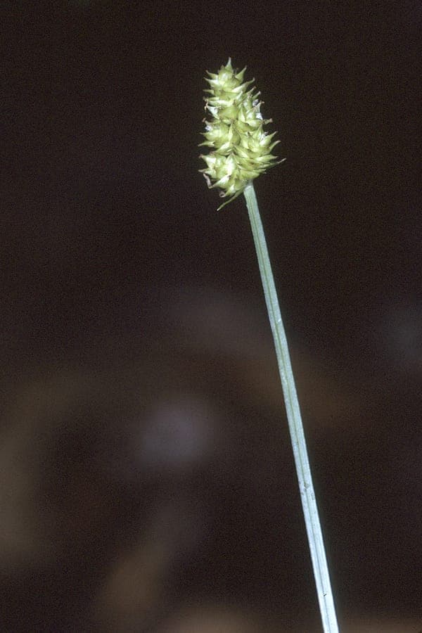 Carex cephalophora mit dichtem, graunlichem Laub
