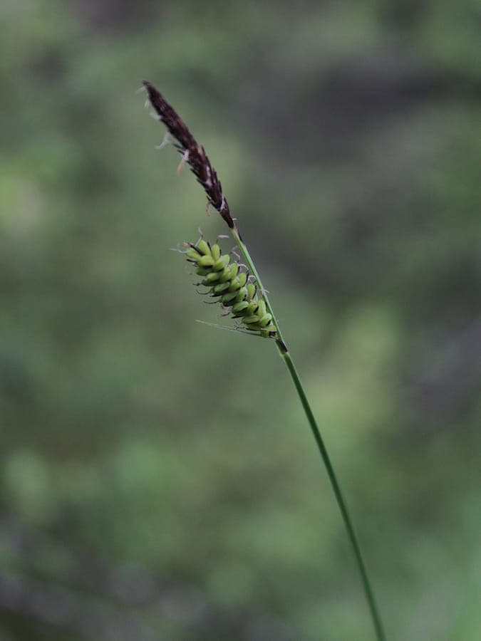 Carex cespitosa in a woodland edge setting with soft green tufts and subtle flower spikes in May