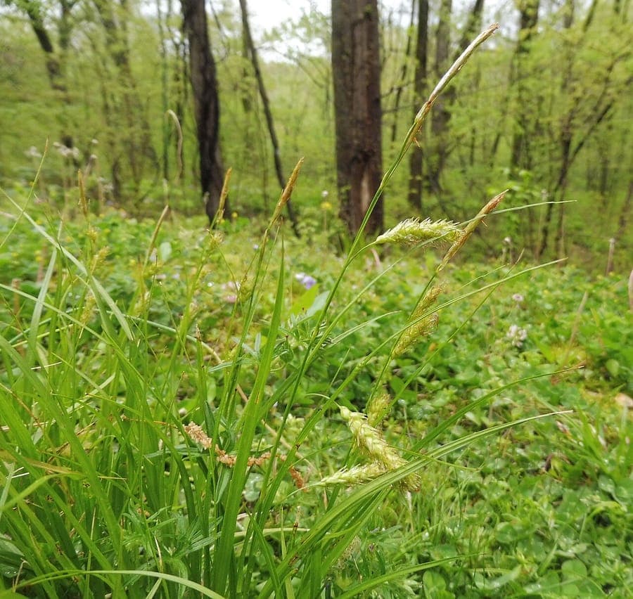 Cherokee sedge plant with fine foliage in partial shade