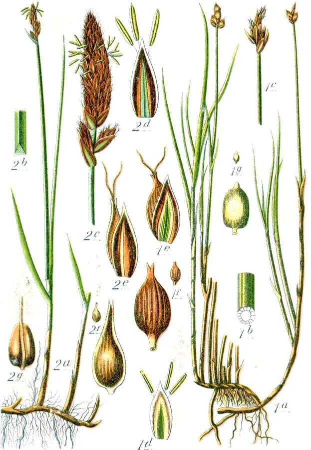 Laîche à longs rhizomes (Carex chordorrhiza) en bordure de zone marécageuse, avec feuillage fin et panicules brunes.