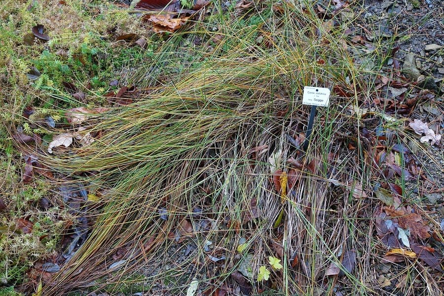 Carex colchica in natuurlijke omgeving met zacht ruisend bladwerk langs een beekrand
