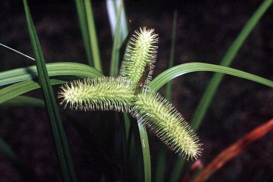 Carex comosa plant with distinctive plumes