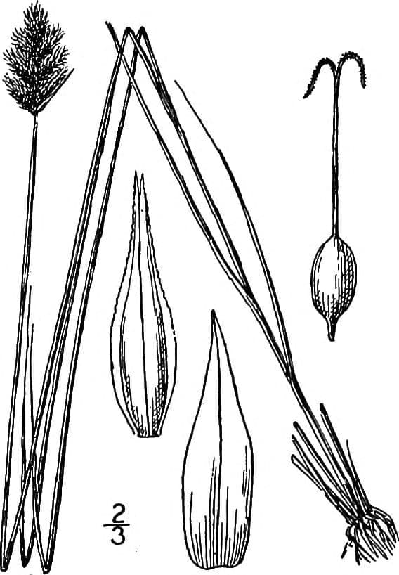 Carex crawfordii Crawfords Segge Gras