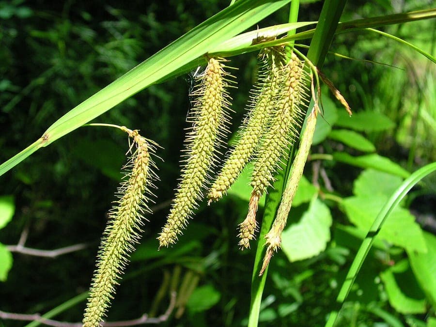 Carex crinita met fijne, franjeachtige vruchtkraaltjes en elegant opstaande bloeiwijze