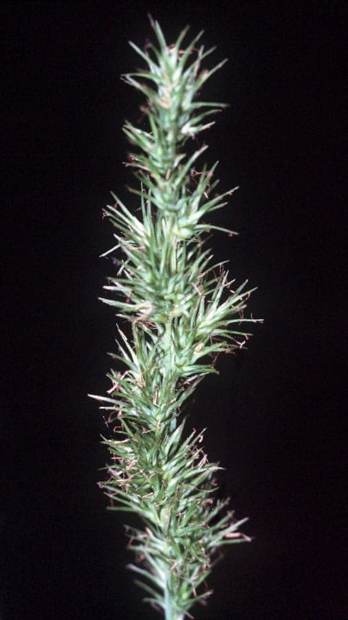 Carex crus-corvi plant with fine foliage