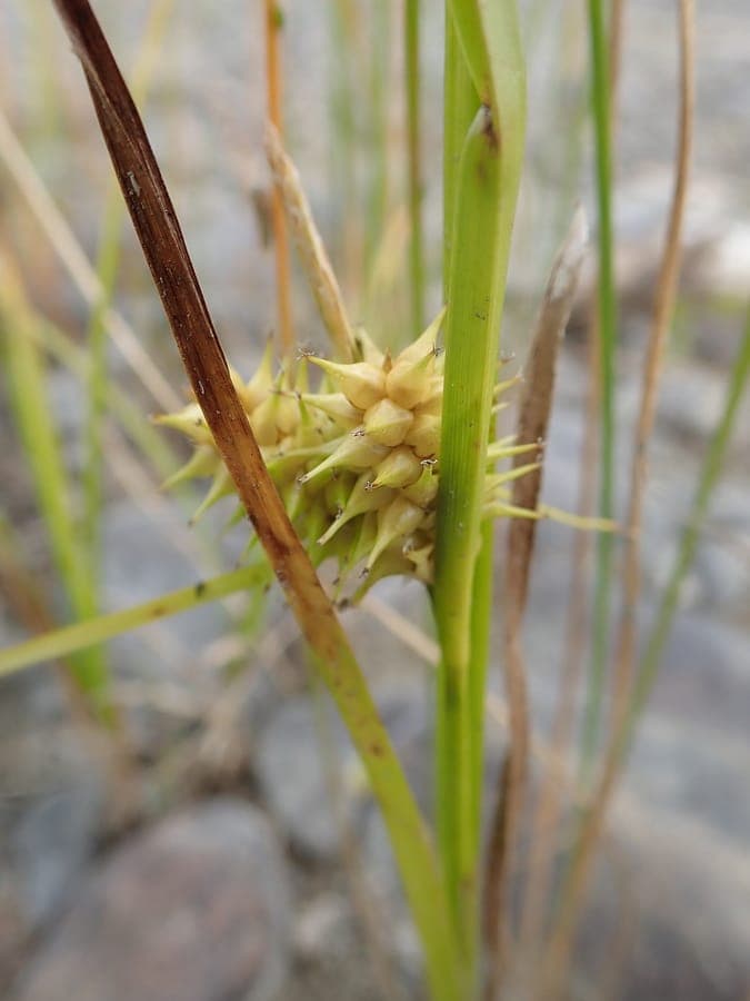 Noordoost-zegge in natuurlijke groeiomstandigheden