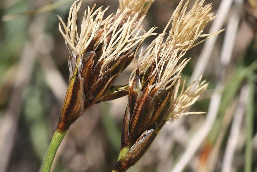 Carex curvula in natürlicher alpiner Umgebung, dichte kissenförmige Horste in zartem Grün