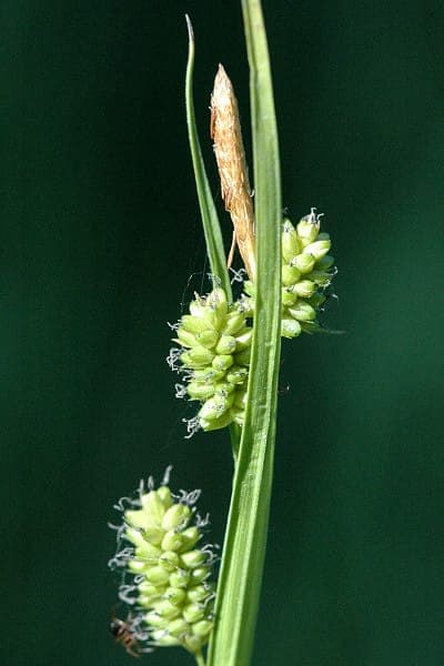 Lowland sedge displaying characteristic yellow-green foliage in moist garden setting