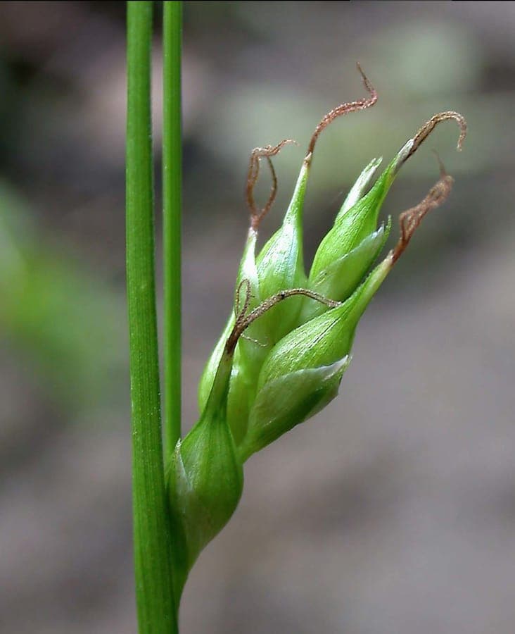 Starved wood-sedge plant with delicate foliage