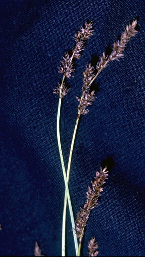 Laîche arrondie (Carex diandra) en bordure humide avec épis clairs en mai