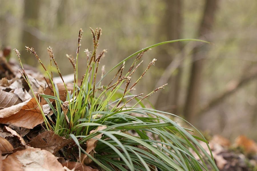 Finger sedge (Carex digitata) in a natural woodland setting with light green foliage and purple flowering spikes
