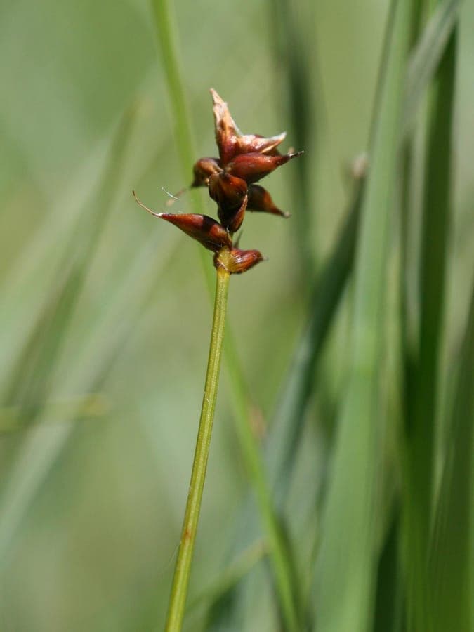 Dioecious sedge in natural habitat with fine green leaves and loose flowering spikes