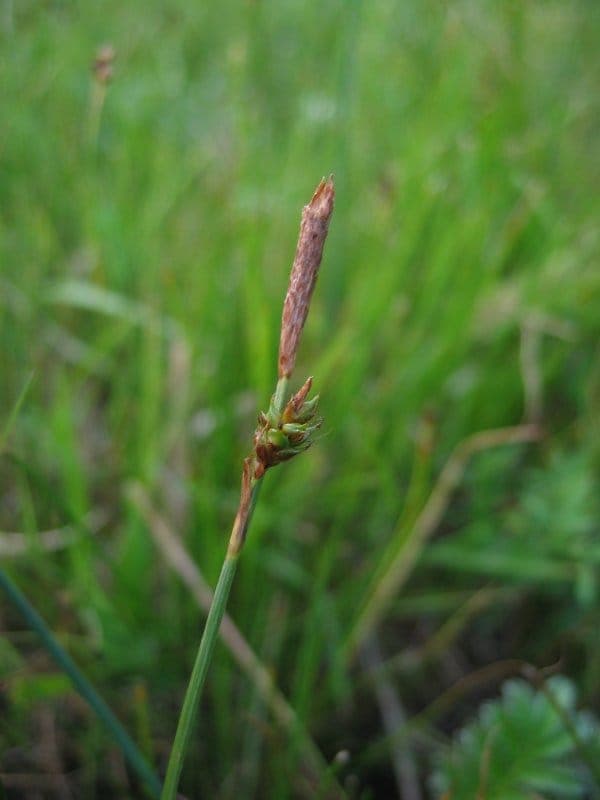 Carex distans in a natural meadow setting with fine green foliage and open flower spikes in a wet grassland