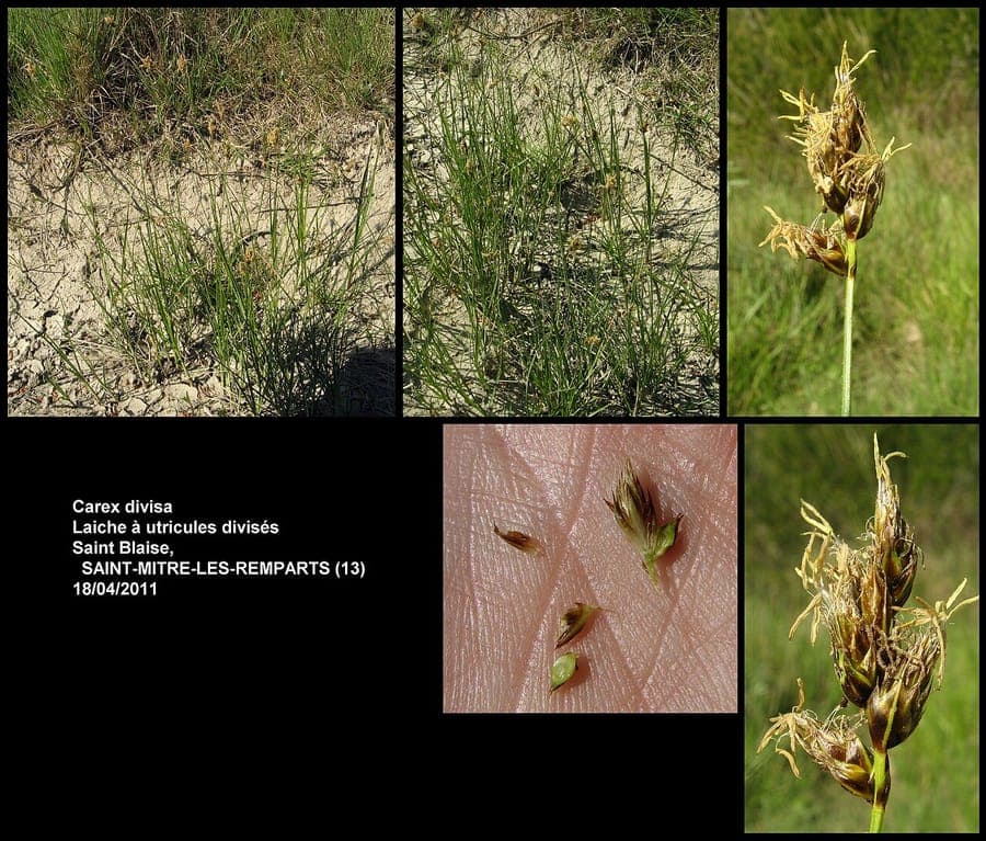 Divided sedge (Carex divisa) in natural setting with fine, dark green leaves growing in a moist, partially shaded garden bed