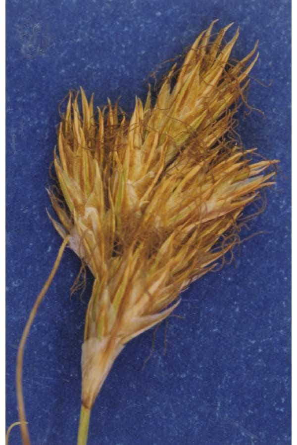Carex douglasii, de Douglas-zegge met fijne groene bladeren op droge standplaats
