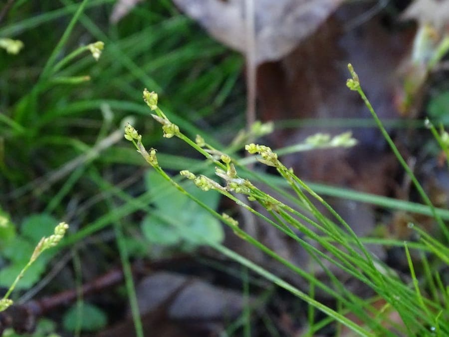 Carex eburnea sedge with fine foliage and compact growth habit