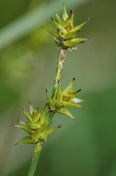 Star sedge in natural habitat with fine spiky flower spikes and slender green foliage
