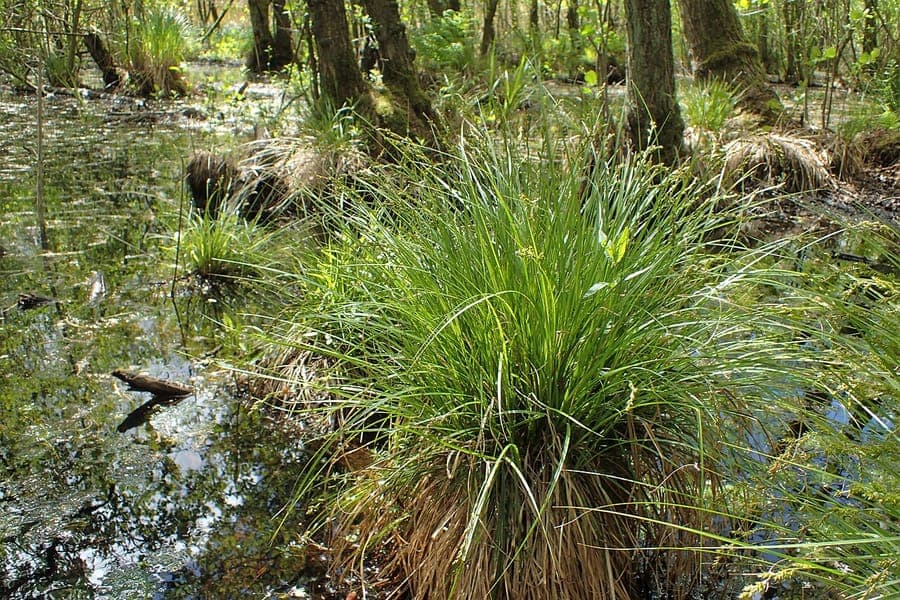 Elzenzegge (Carex elongata) in een vochtige, halfschaduwrijke tuin met mos en houtskoolgrind