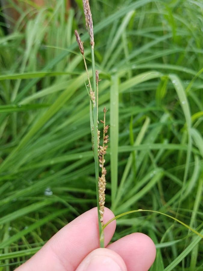 Emory's sedge growing along streambanks