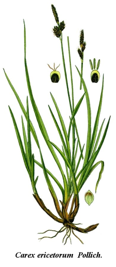 Rare spring-sedge (Carex ericetorum) growing in natural heathland with pine trees and moss