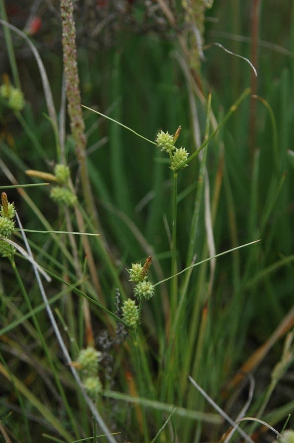 Longbract sedge thriving along the moist edge of a garden pond