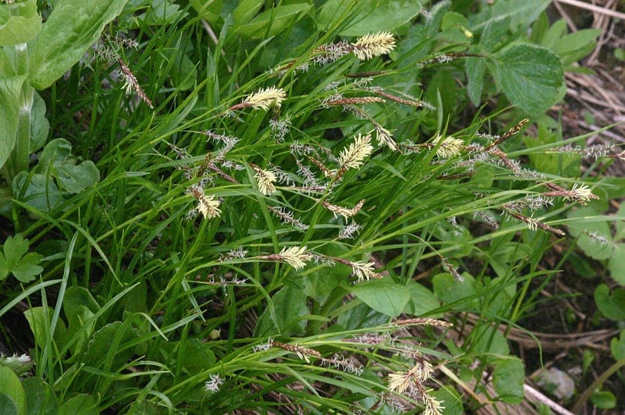 Rust-coloured sedge growing in alpine habitat