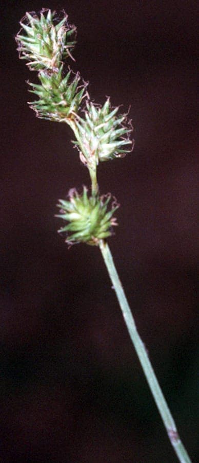 Fescue sedge plant with fine foliage in natural setting