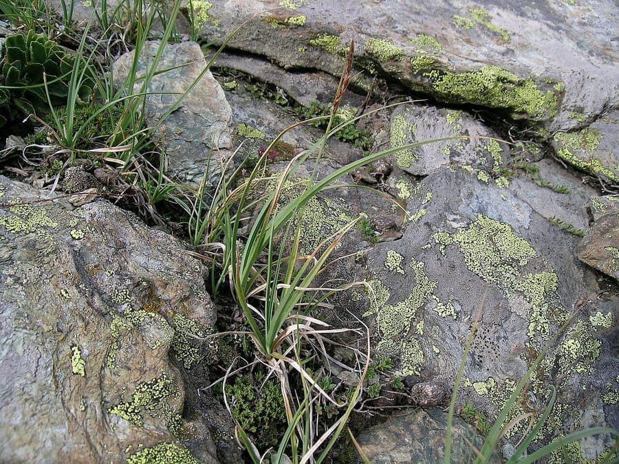 Sedge with fringed leaves in alpine landscape