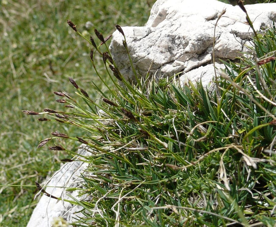 Coussin vert compact de Carex firma dans un jardin alpin