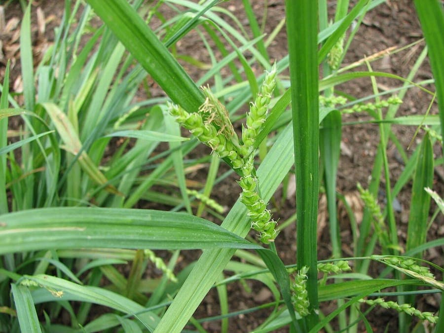 Carex flaccosperma Pflanze mit feinen Blattern