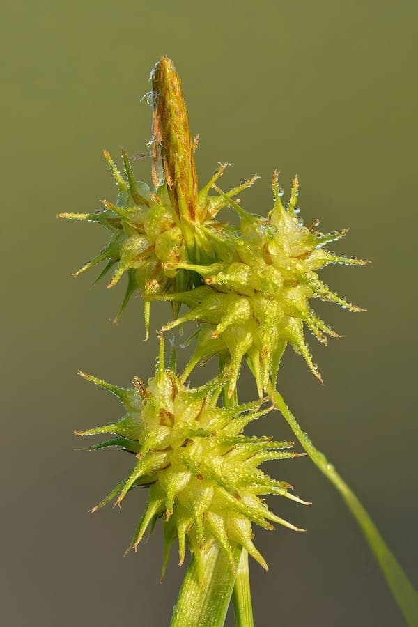 Große Gelbsegge am Teichufer im Sommer