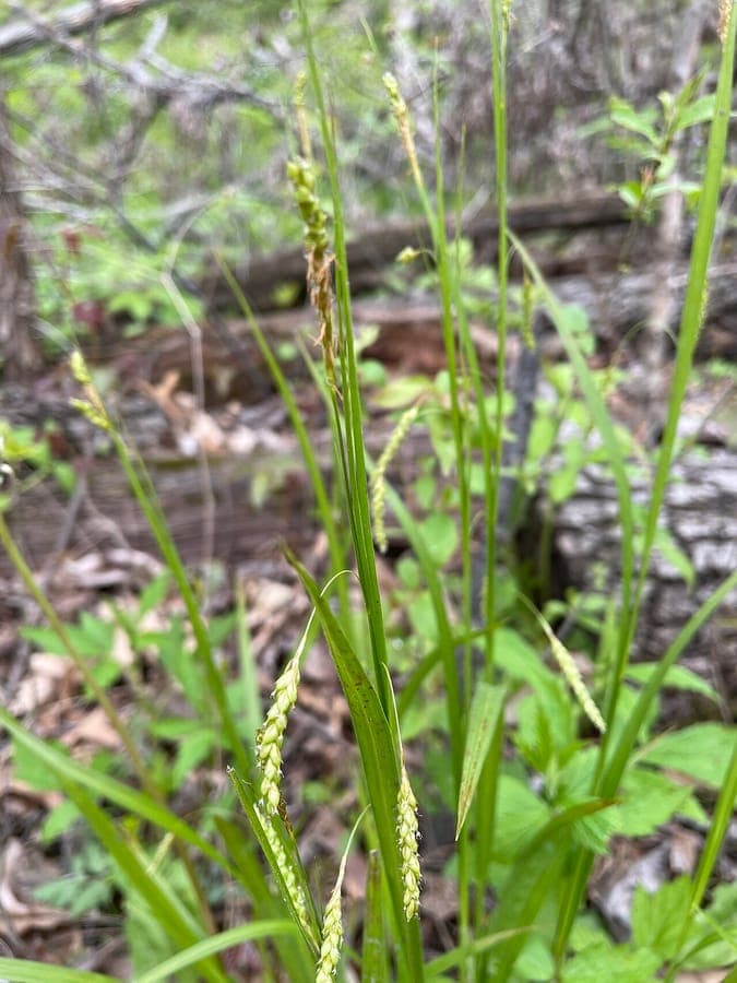 Carex formosa mit elegantem Fontanen-Wuchs