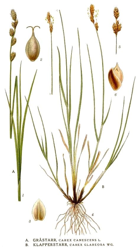 Carex glareosa in gravel habitat