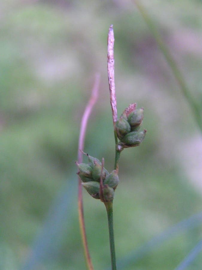 Round-fruited sedge displaying characteristic globular fruits in natural setting