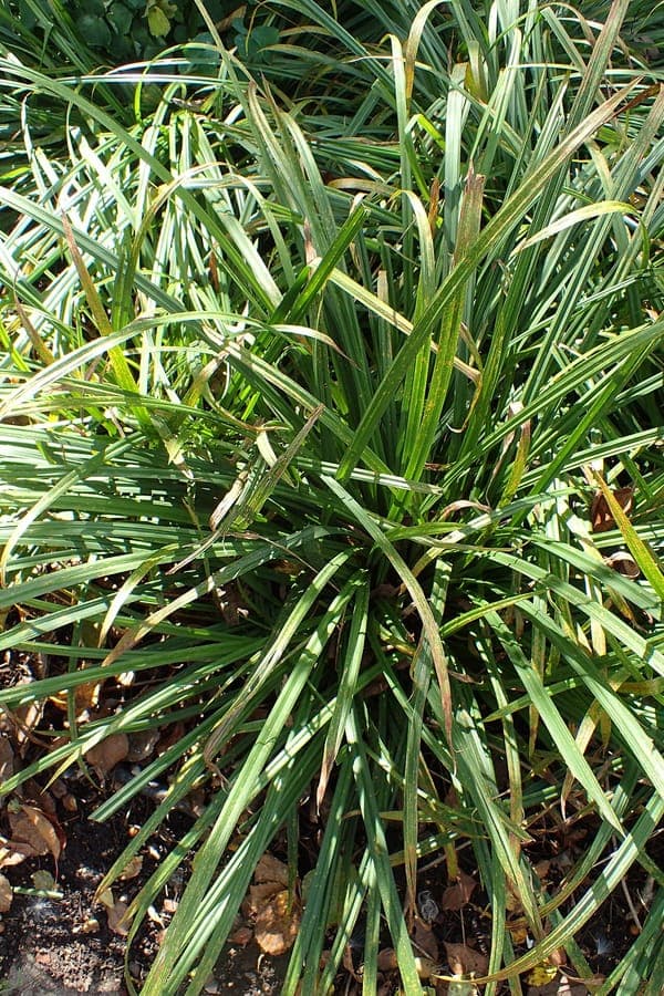 Carex gracillima graceful sedge plant