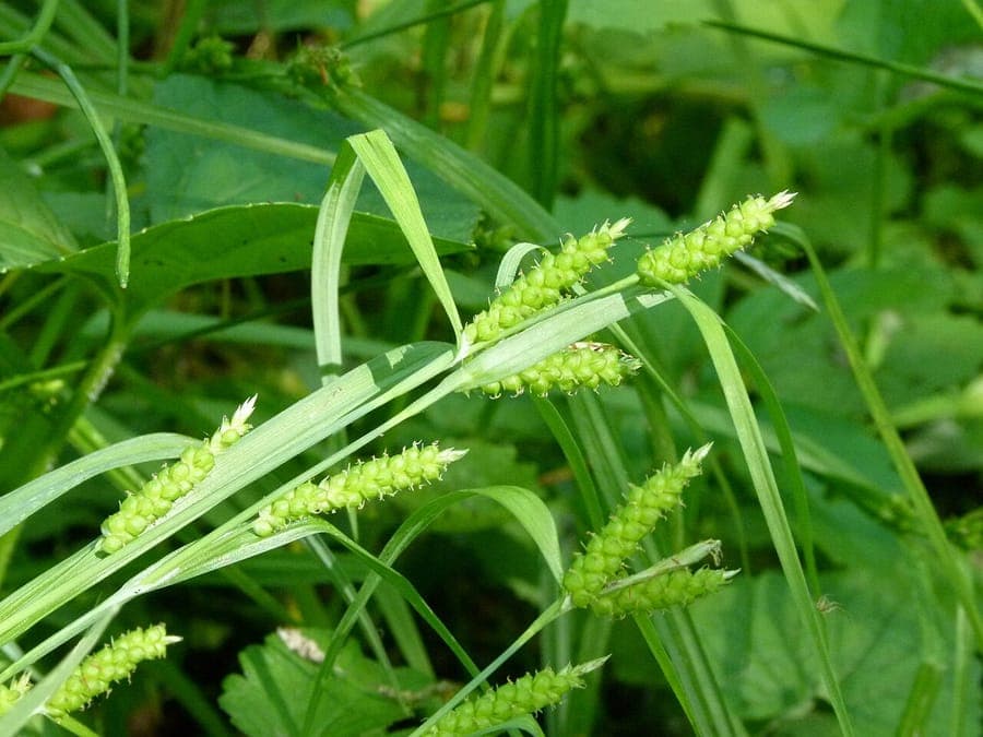 Limestone meadow sedge with fine green foliage and elegant growth habit