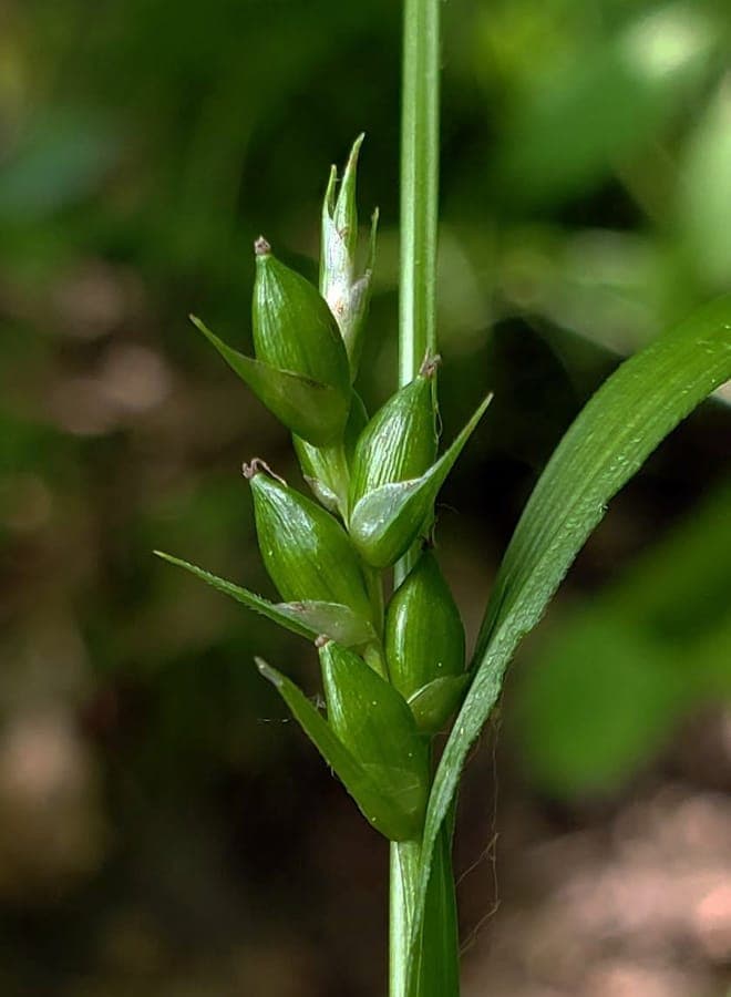 Carex grisea grey sedge plant with distinctive fruits