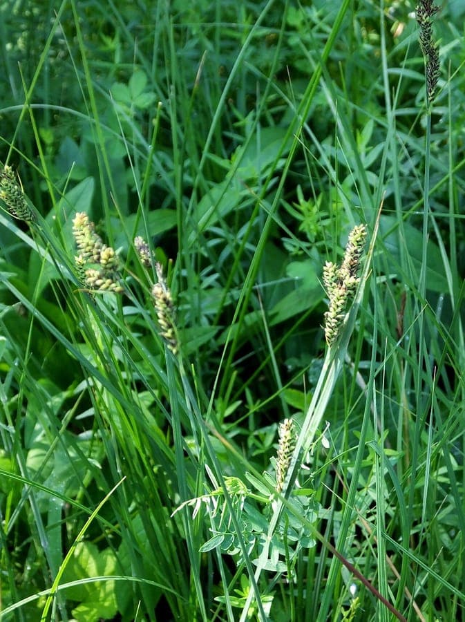 Carex hartmaniorum sedge plant