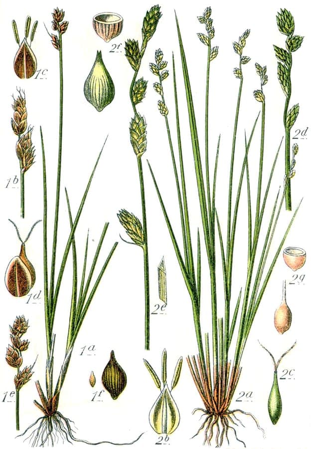 Carex heleonastes in einer feuchten, schattigen Waldlichtung mit Moos und Farnen