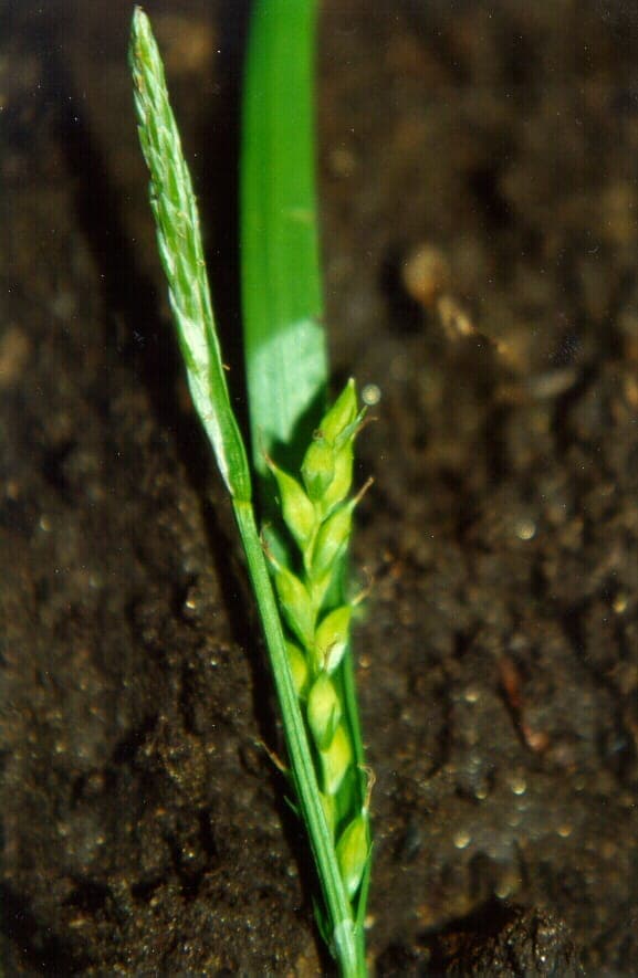 Carex hendersonii laiche de Henderson aux feuilles larges vert fonce arquees en situation ombragee