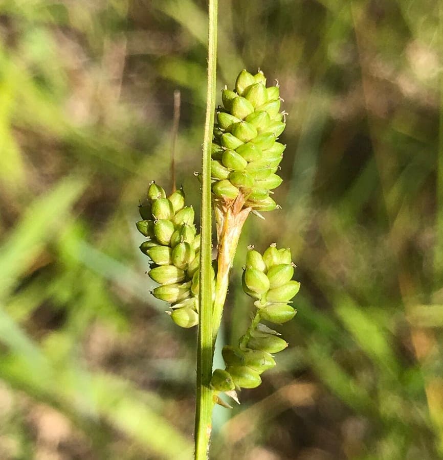 Carex hirsutella fuzzy wuzzy sedge with soft hairy foliage