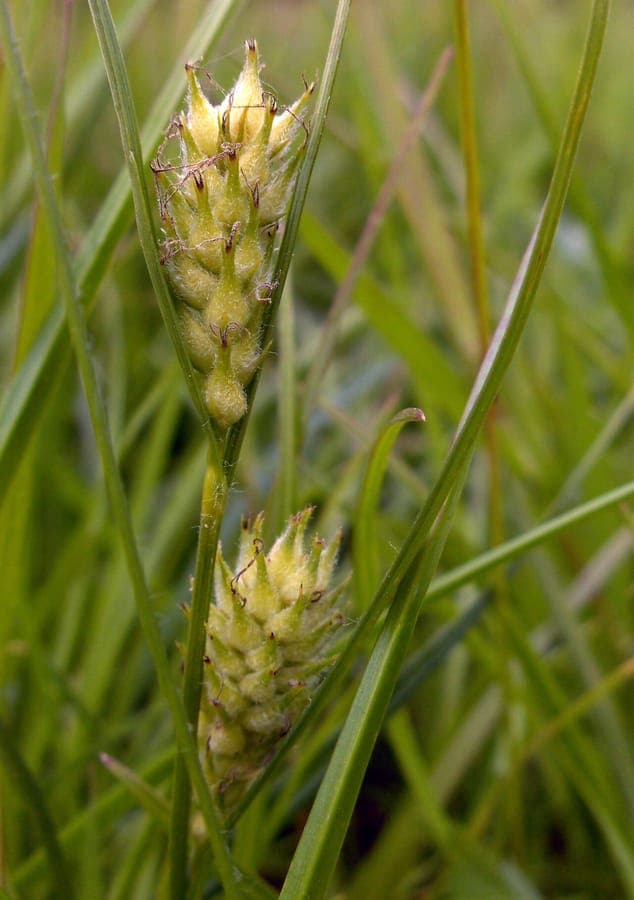Ruige zegge (Carex hirta) in een vochtige, halfschaduwrijke tuin met mos en bosbloemen