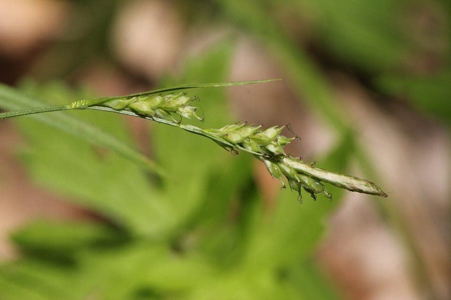Plante Carex hirtifolia avec un feuillage fin et élégant