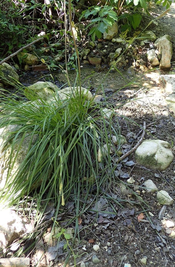 Carex hispida displaying characteristic spiky seed heads