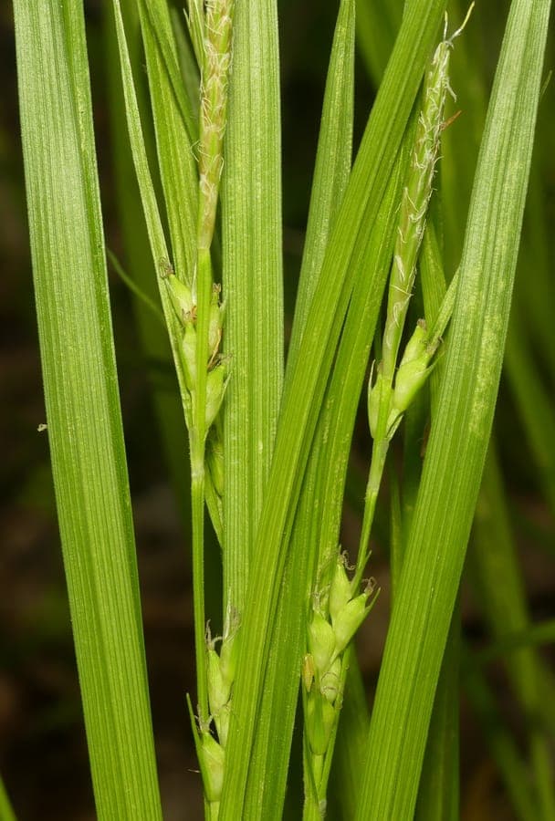 Carex hitchcockiana met haarfijn bladerwerk