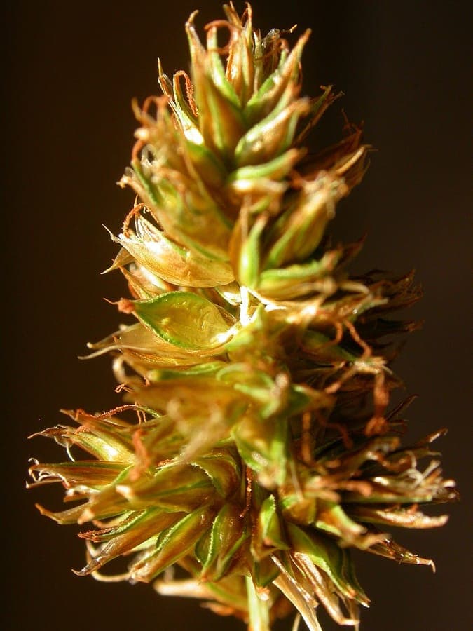 Hood's sedge displaying fine foliage and characteristic upright sedge structure