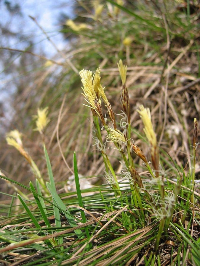 Aardzegge (Carex humilis) in natuurlijke omgeving met lichtgroene, fijne bladeren in een bosrand.