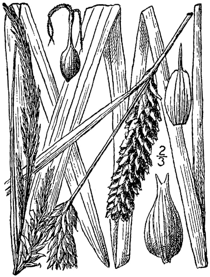 Shoreline sedge growing at waterside with characteristic green foliage